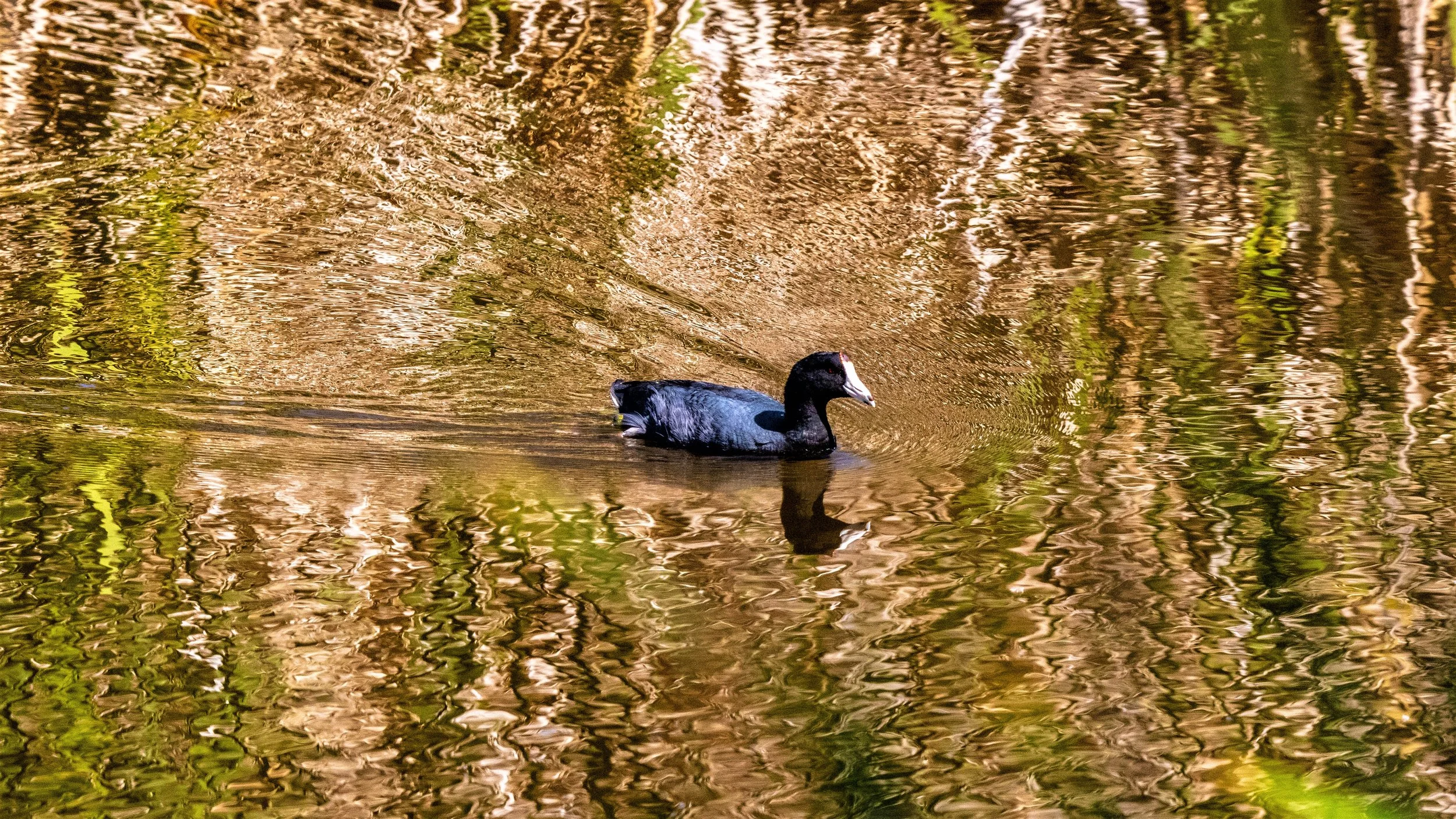 Coot