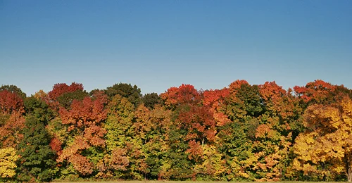 Fall-Arboretum.jpg