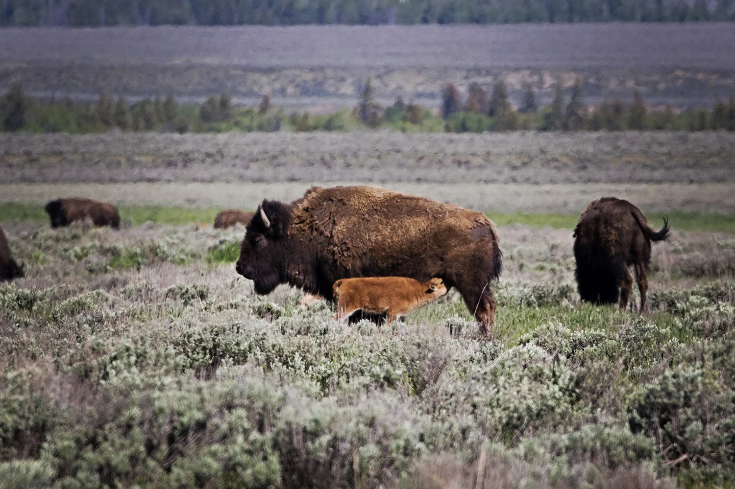 Bison, Grand Teton National Park