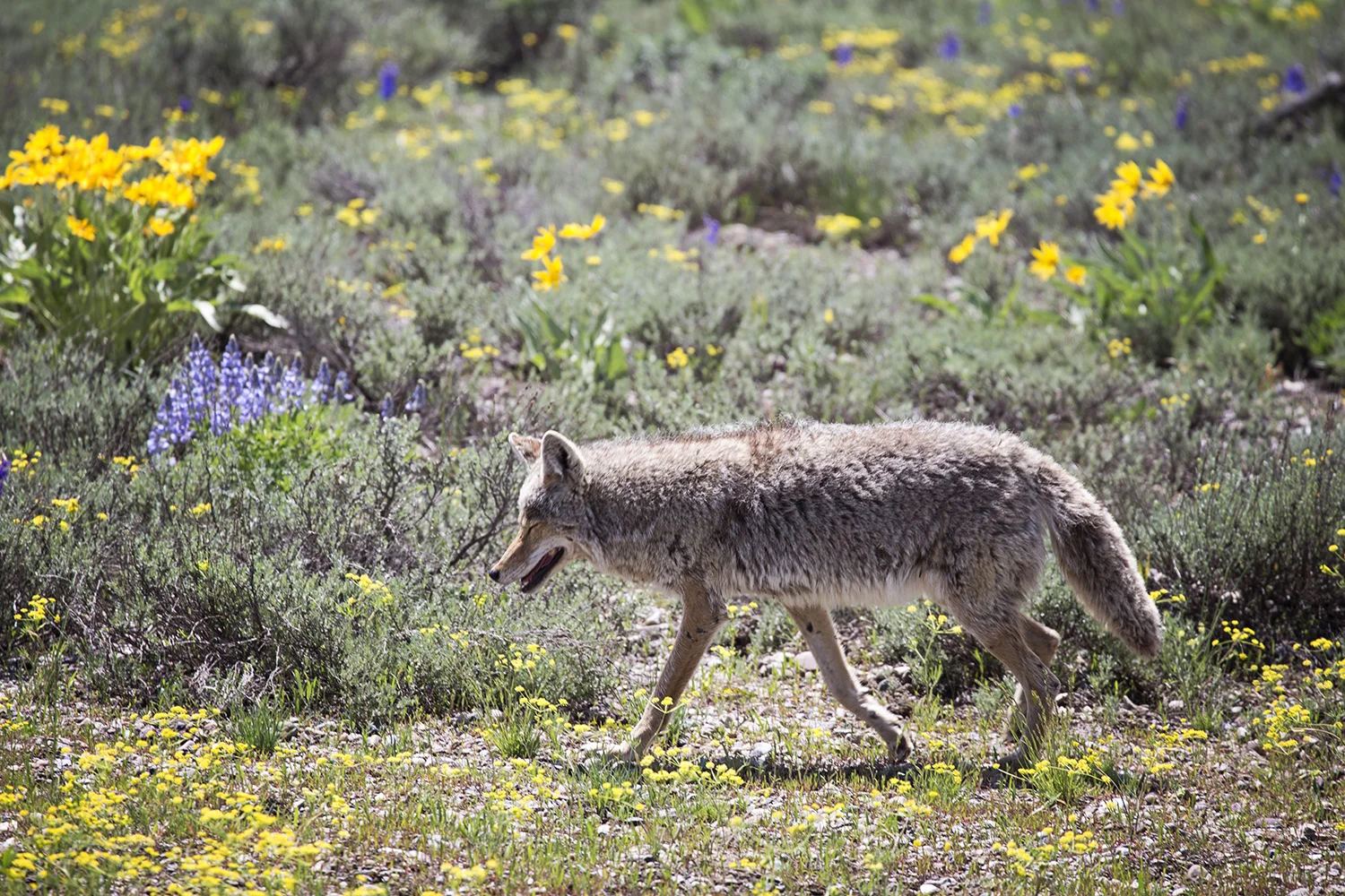 Coyote, Grand Teton National Park