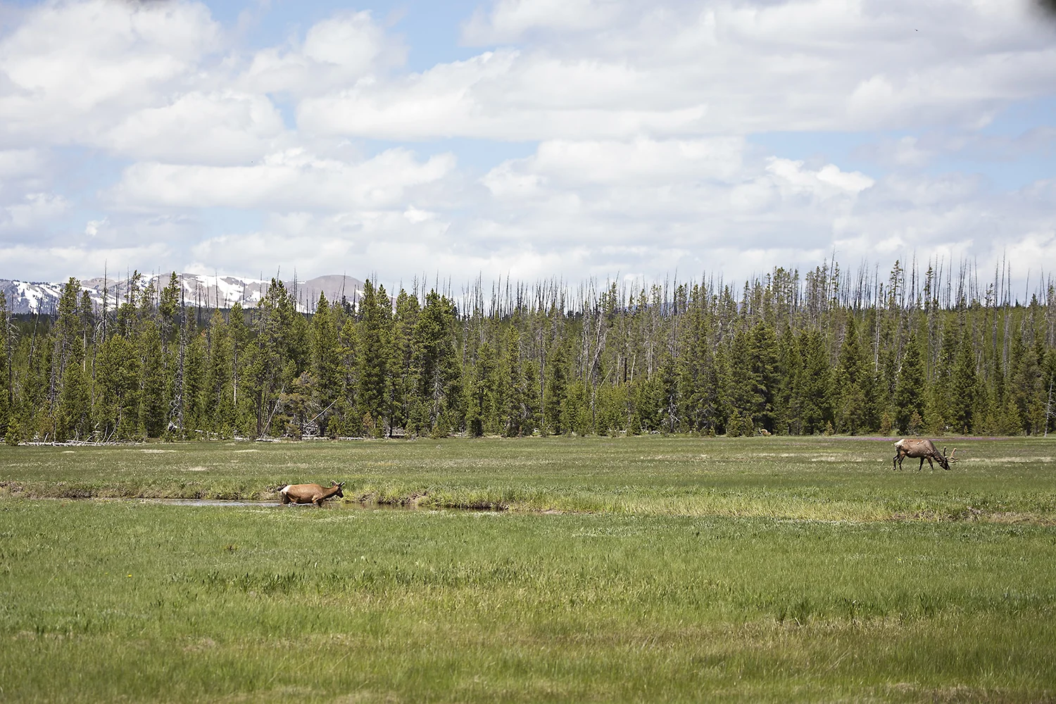 Elk, Yellowstone National Park