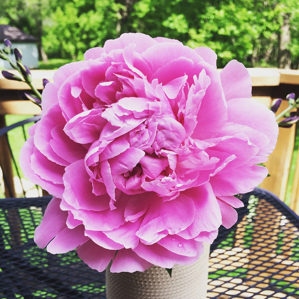 Peony : Fresh Lemons Quilts