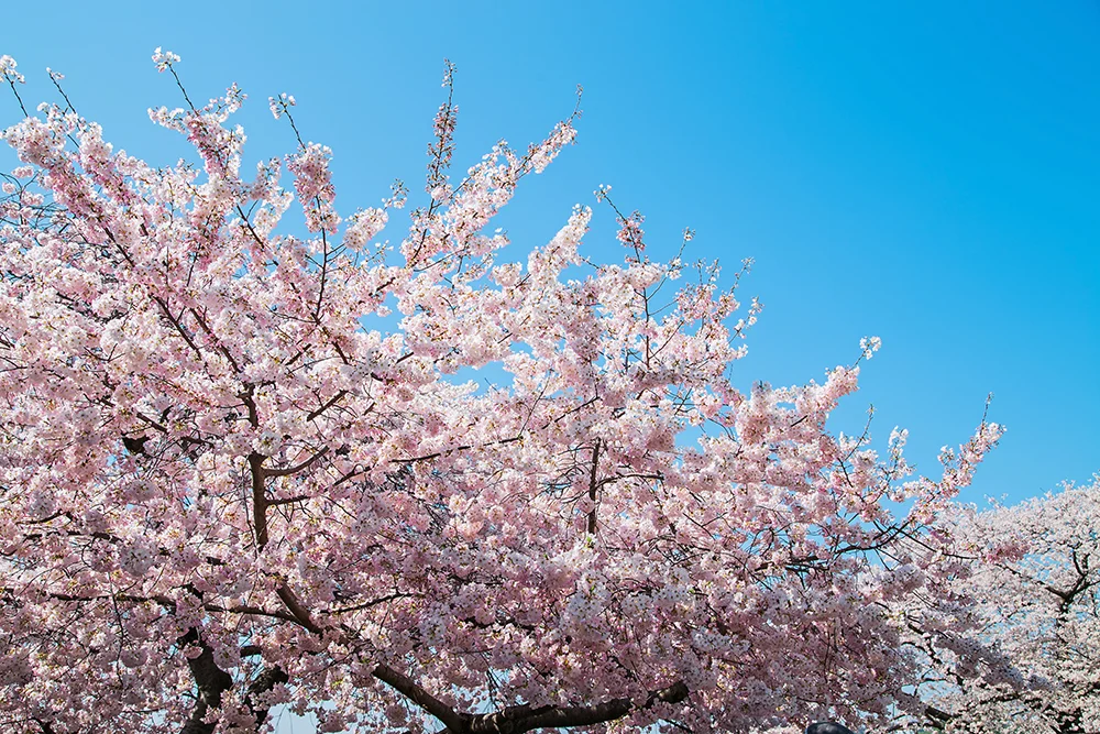 Cherry Blossom Inspiration