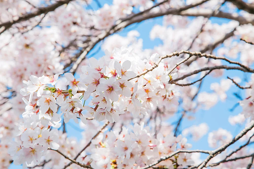 Cherry Blossom Inspiration