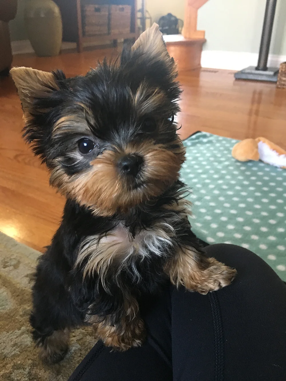 Benzie the Yorkie : Fresh Lemons Quilts