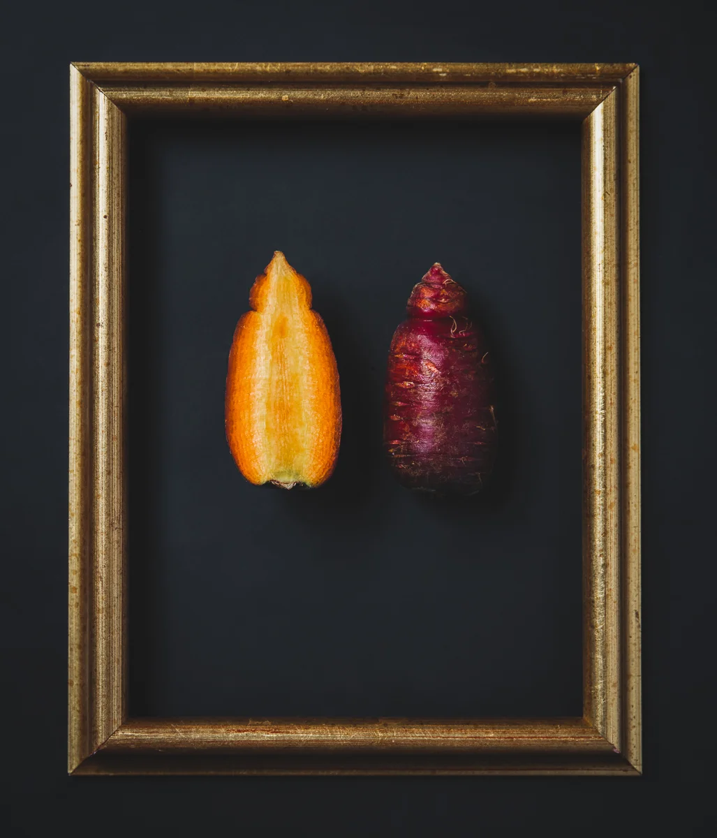 Dragon Carrots from Tamarack Hallow Farm