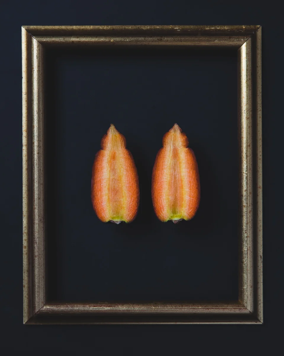 Dragon Carrots from Tamarack Hallow Farm