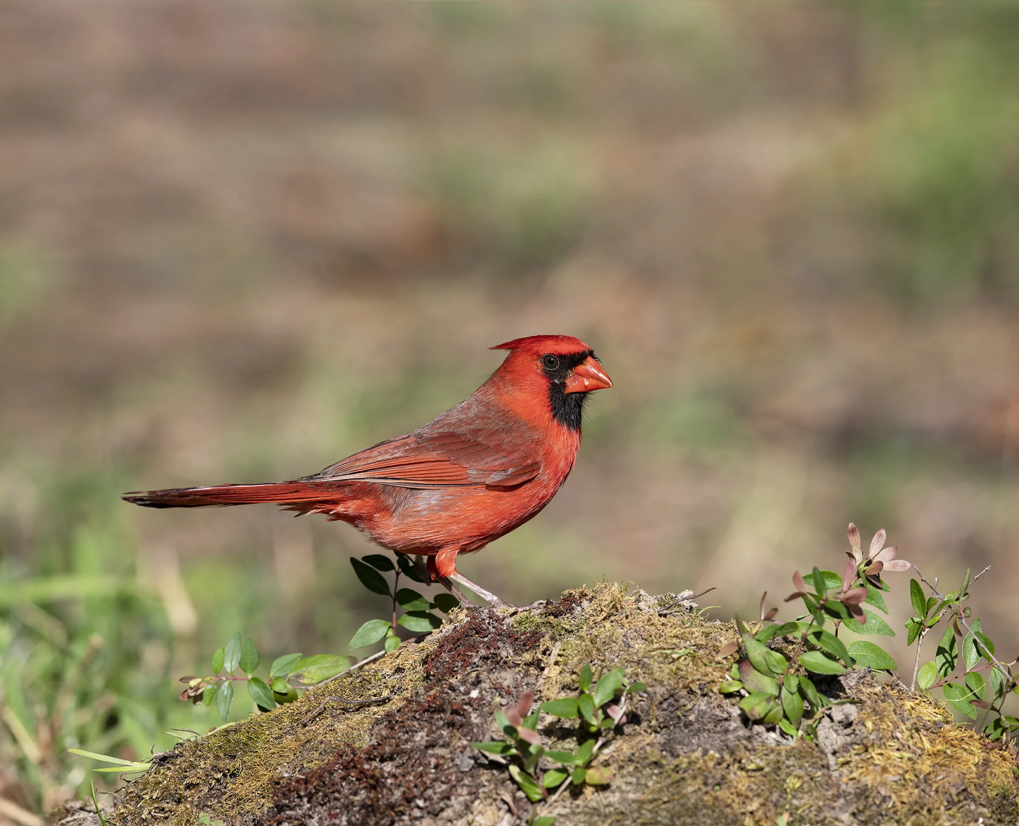 Northern_Cardinal_D855068 copy.jpg