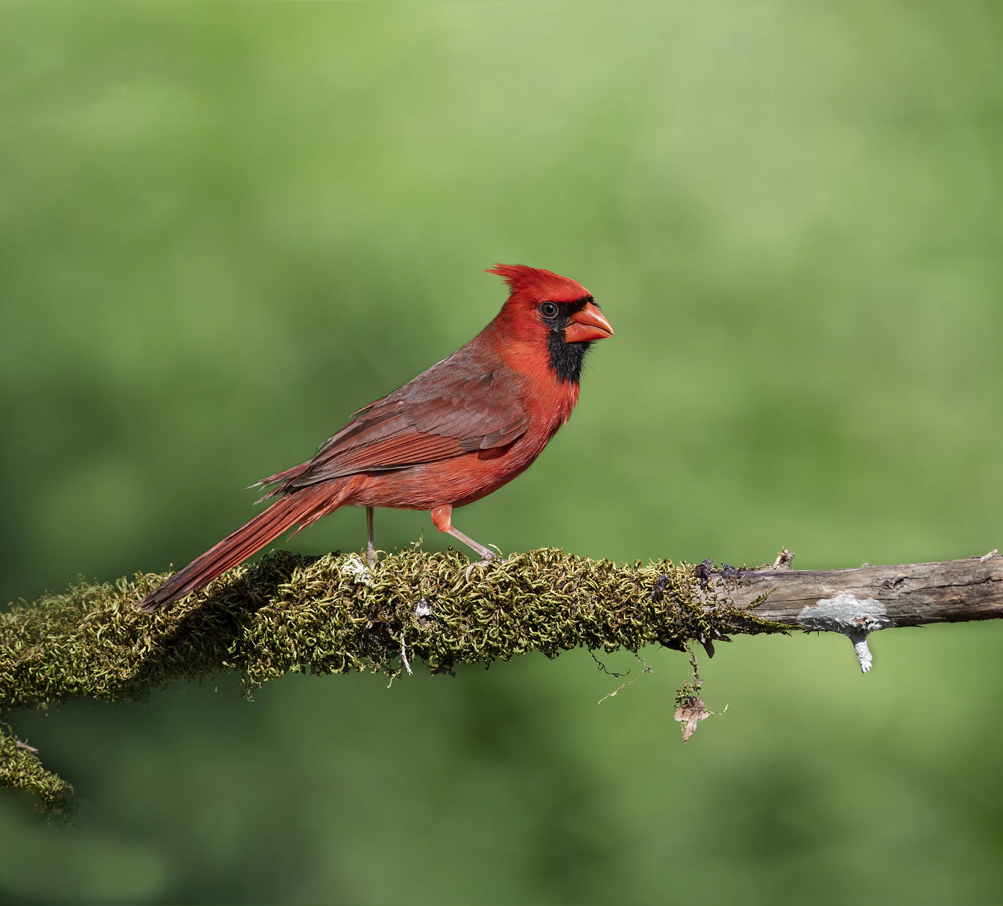 Northern_Cardinal_D855055 copy.jpg