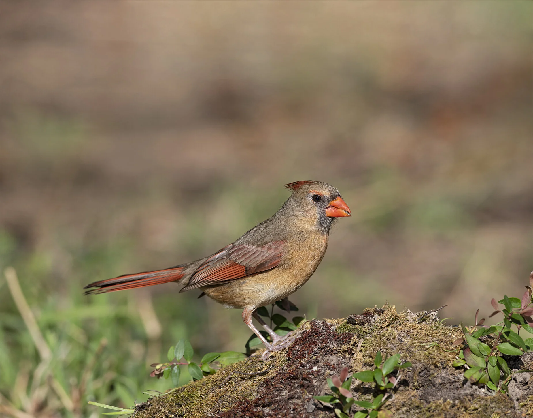 Northern_Cardinal_D855099 copy.jpg