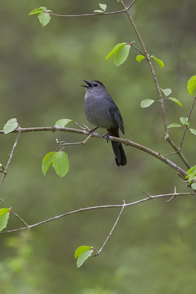 Gray_Catbird_DSC0465 copy.jpg