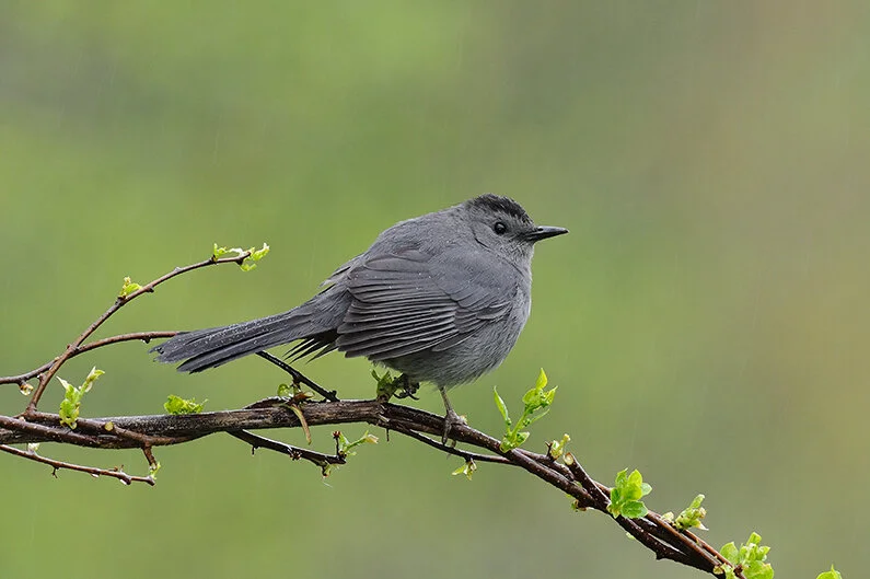 Gray_Catbird_DSC_5753 copy.jpg