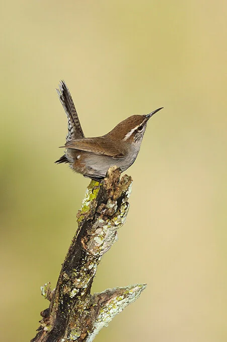 Bewick_s_Wren_DSC_3669 copy.jpg