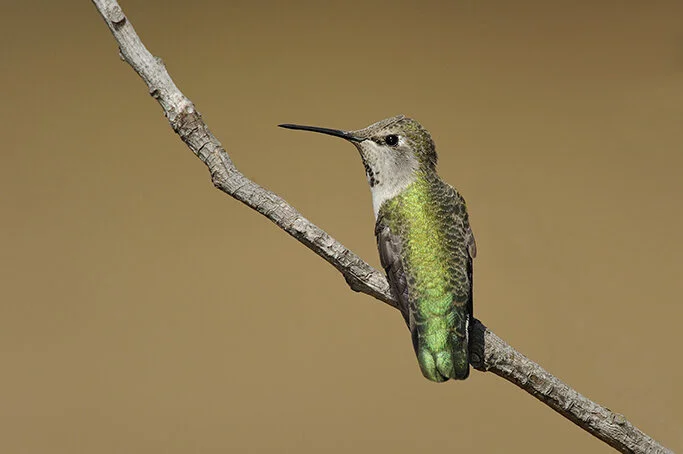 Anna_s_Hummingbird_DSC3887 copy.jpg