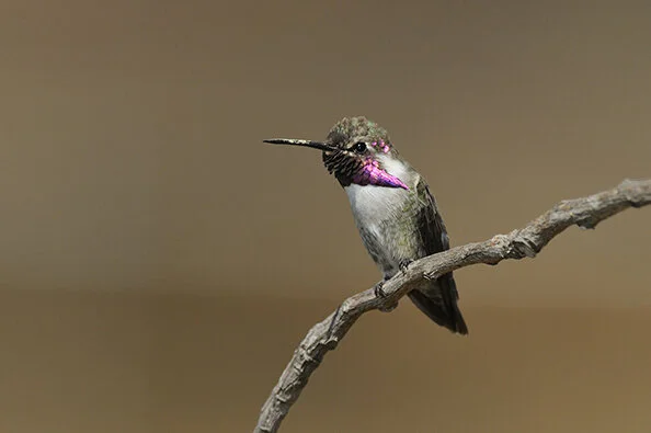 Costa_s_Hummingbird_DSC3899 copy.jpg