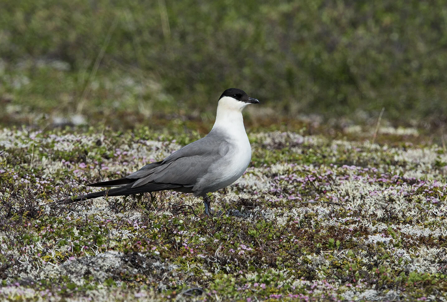 Long-tailed_Jaeger_DSC8148 copy.jpg