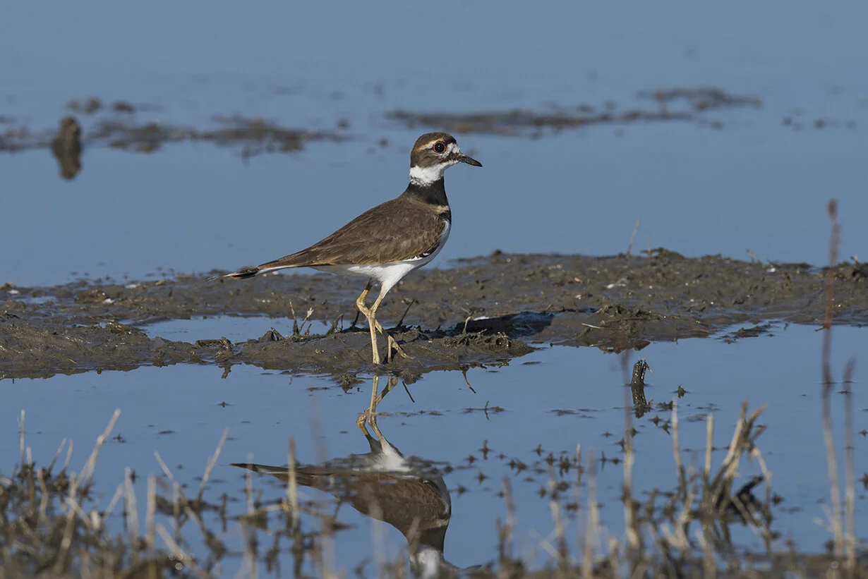 Killdeer_DSC_7976 copy.jpg