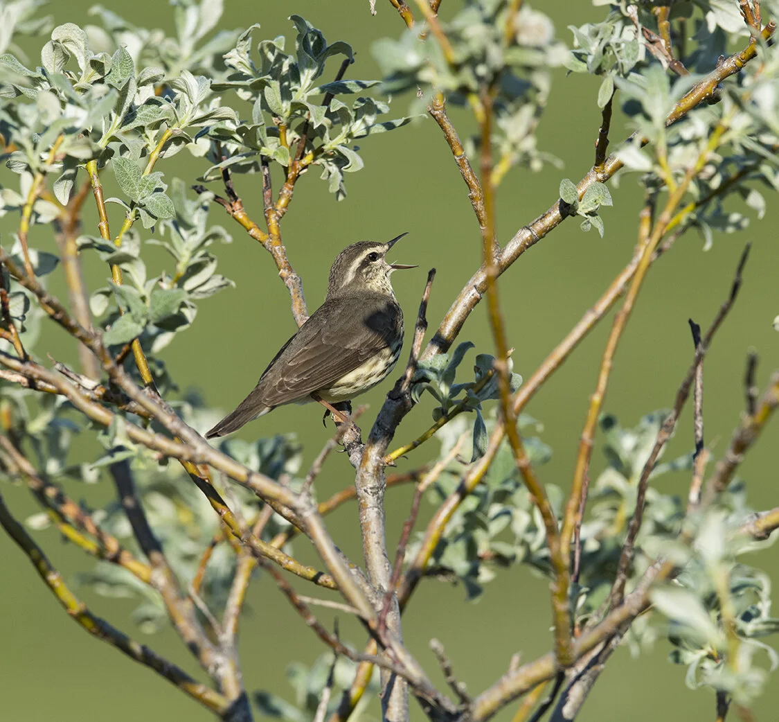 Northern_Waterthrush_DSC7841 copy.jpg