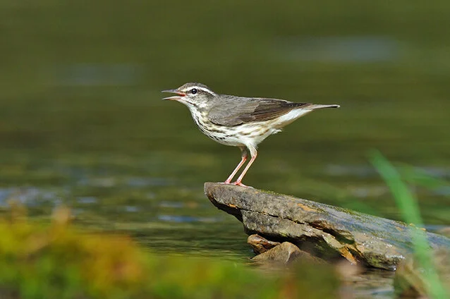 Louisiana_Waterthrush_DSC_4738 copy.jpg