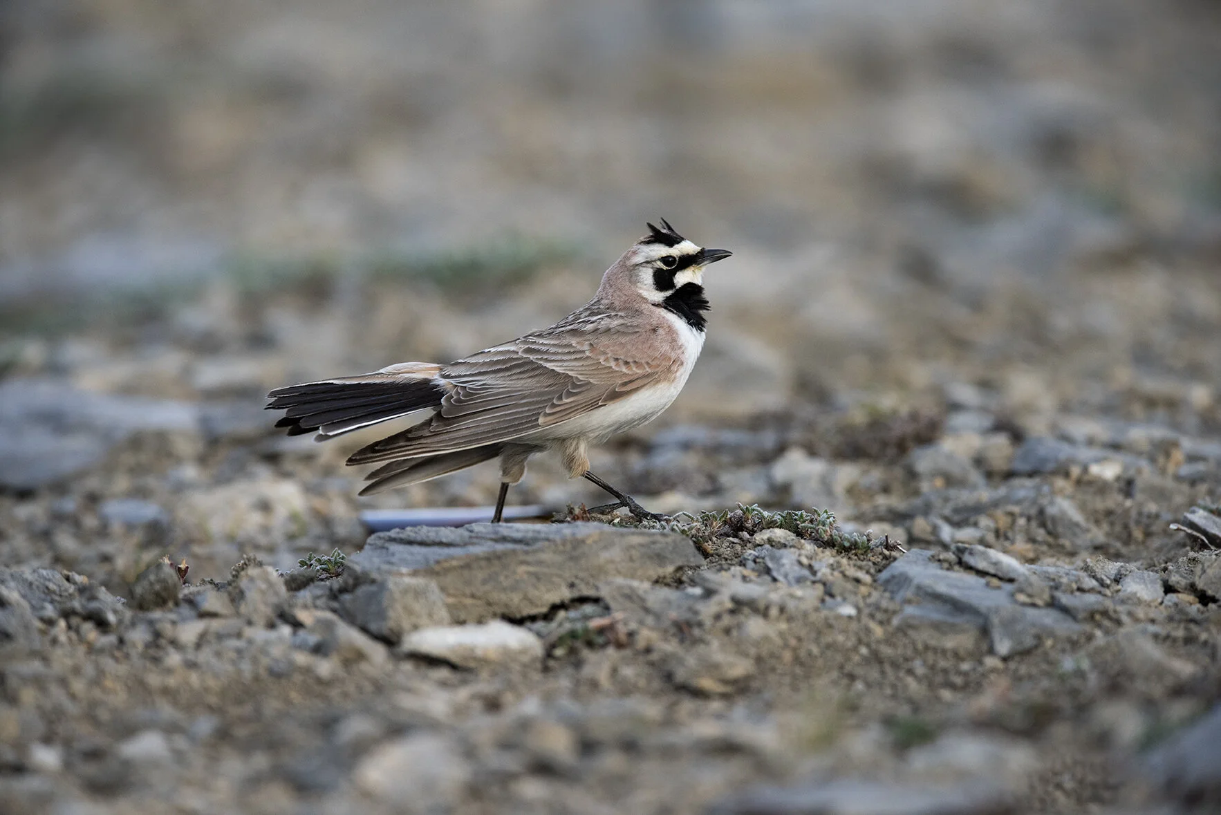 Horned_Lark_DSC9235 copy.jpg