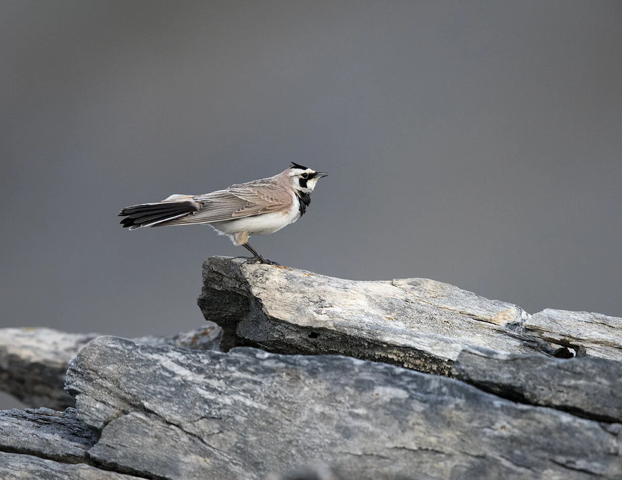 Horned_Lark_DSC9260 copy.jpg