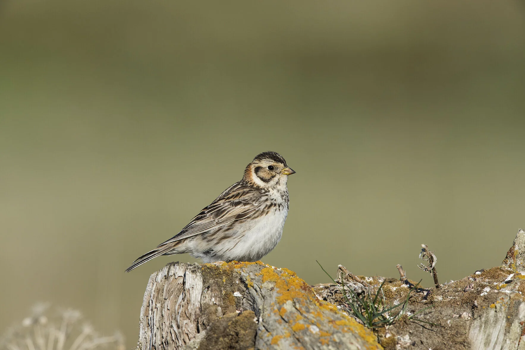 Lapland_Longspur_DSC7431 copy.jpg