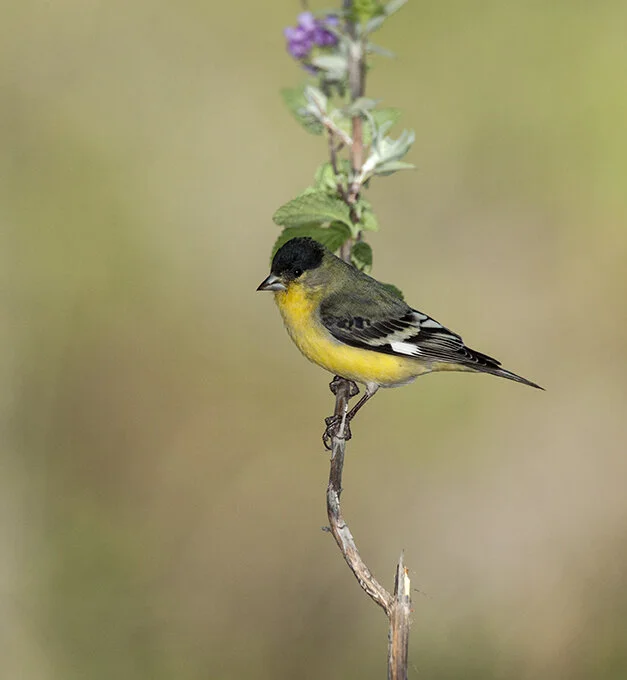 Lesser_Goldfinch_DSC_2556 copy.jpg