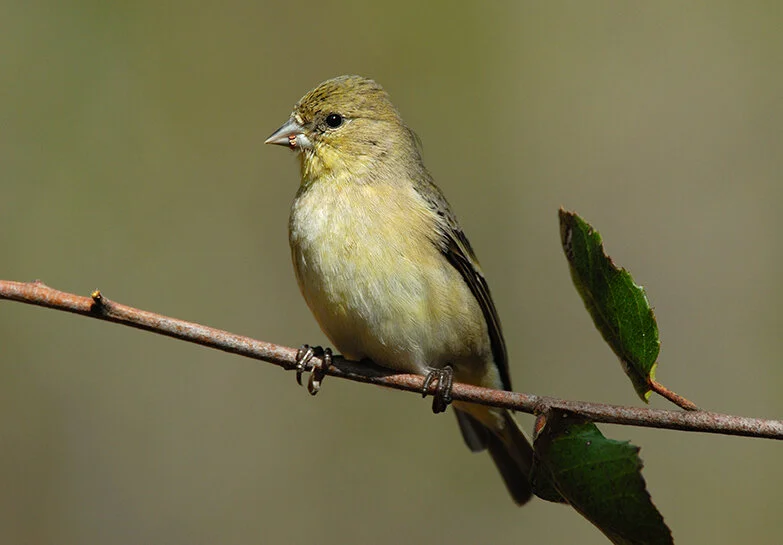 Lesser_Goldfinch_DSC_0107 copy.jpg