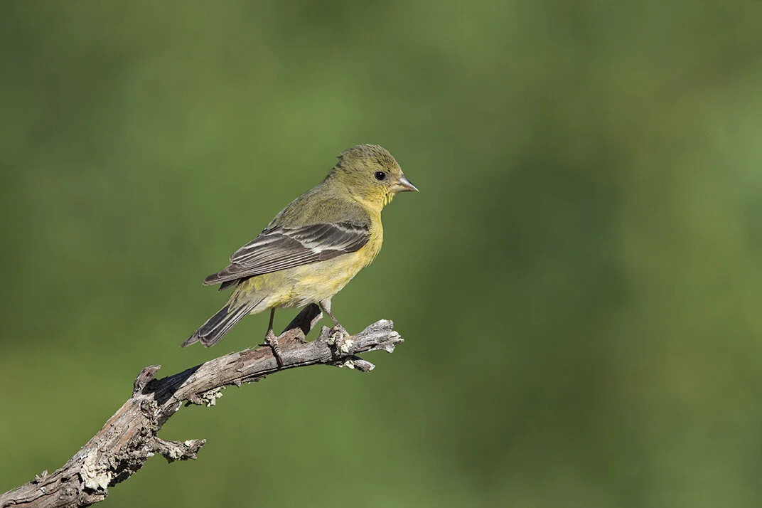 Lesser_Goldfinch_DSC2410 copy.jpg