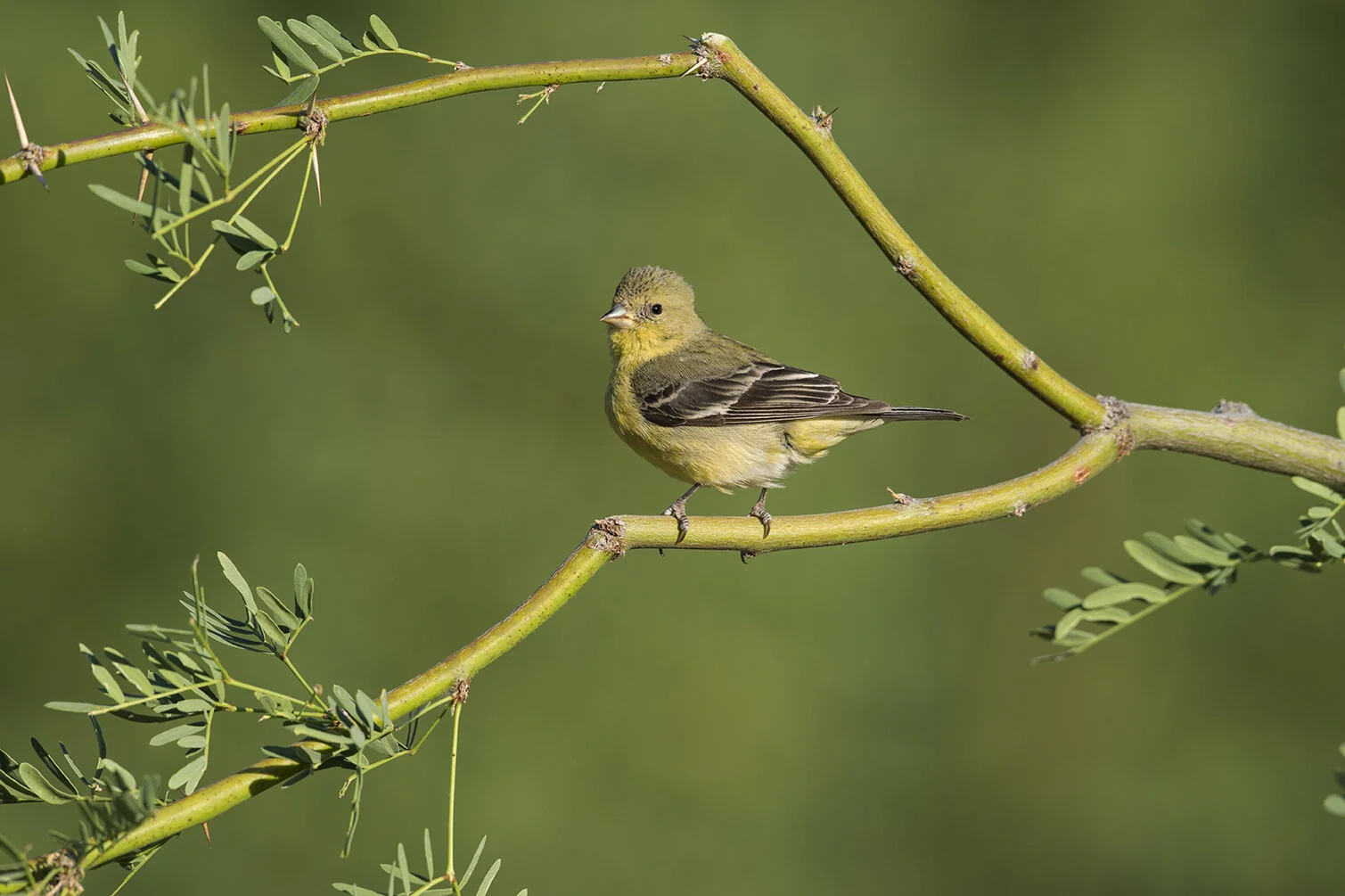 Lesser_Goldfinch_DSC2586 copy.jpg