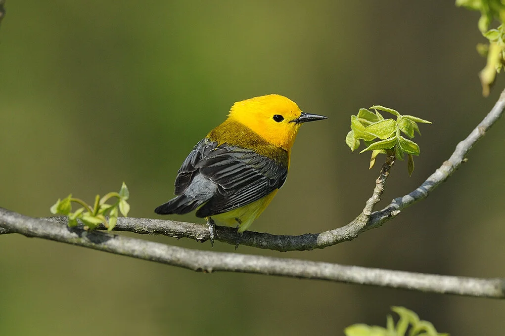 Prothonotary_Warbler_DSC0376 copy.jpg