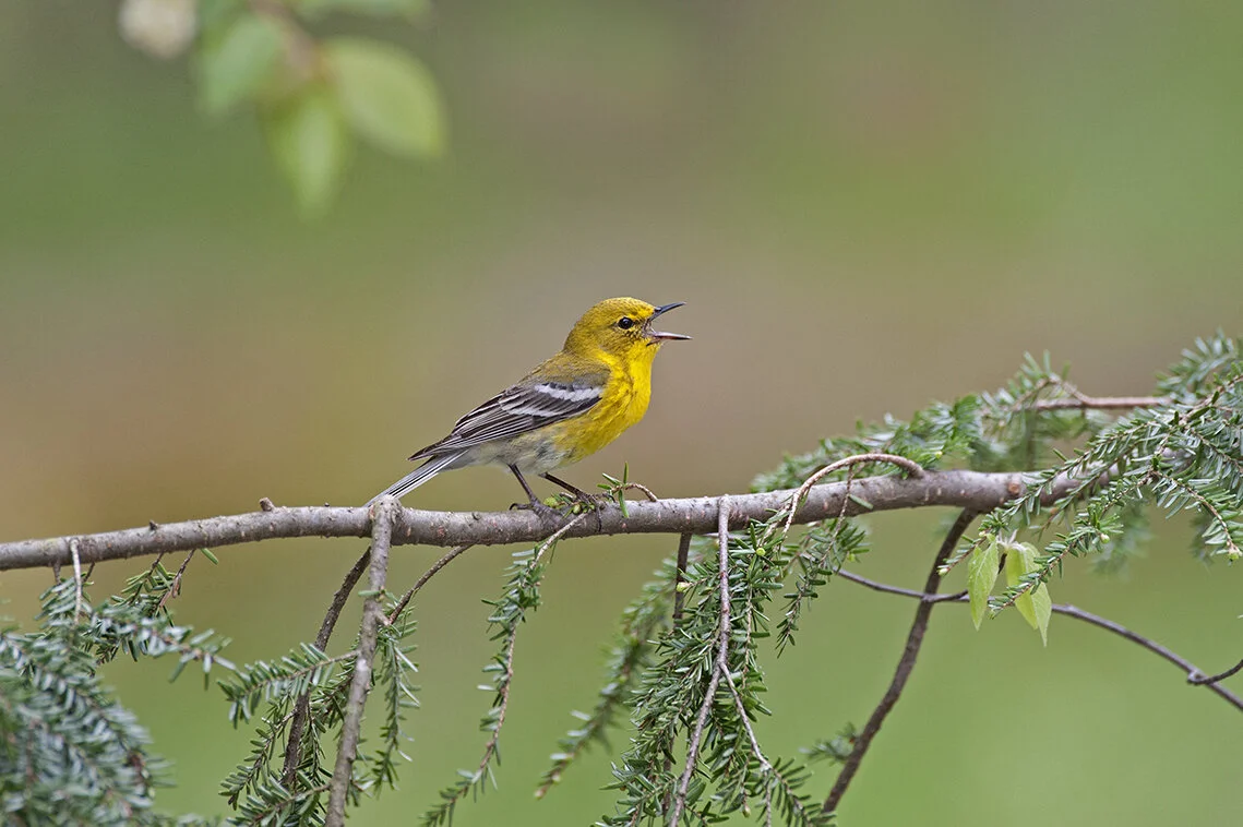 Pine_Warbler_DSC3570 copy.jpg