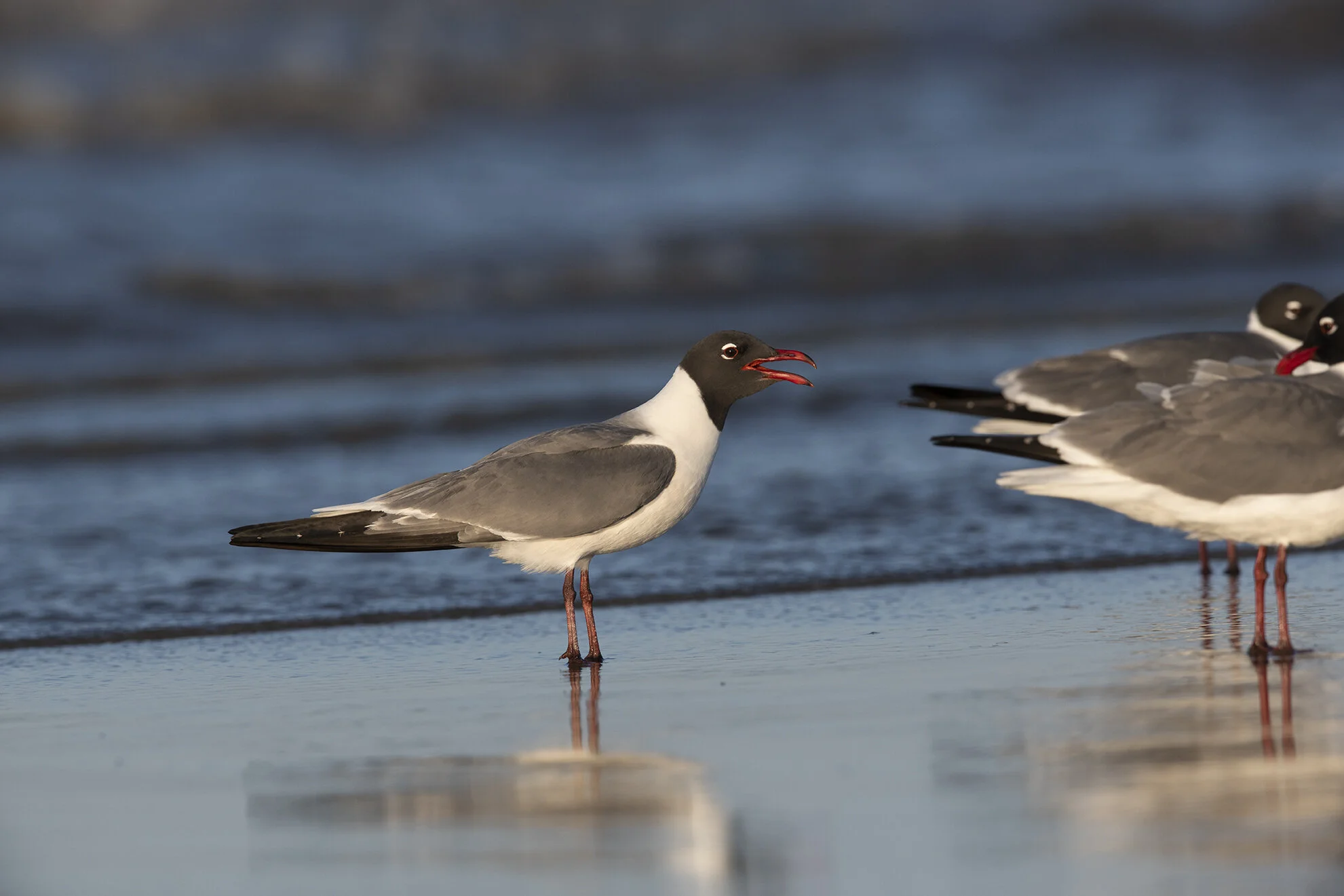 Laughing_Gull_D854528 copy.jpg