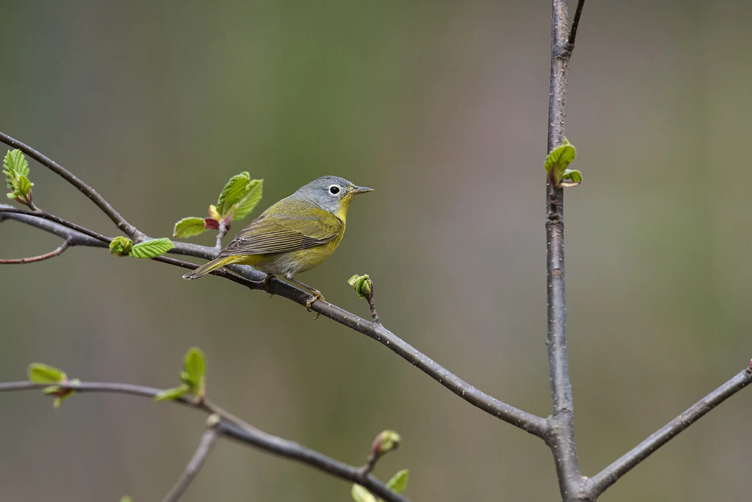 Nashville_Warbler_DSC4426 copy.jpg