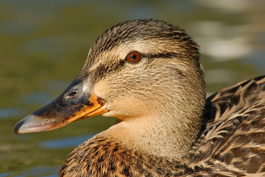 Mallard_DSC_0139 copy.jpg