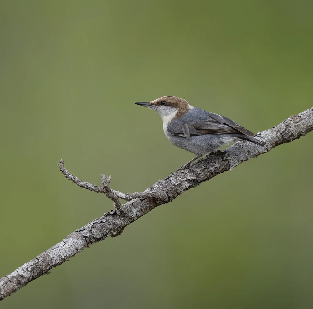 Brown-headed_Nuthatch_D85_0021 copy.jpg