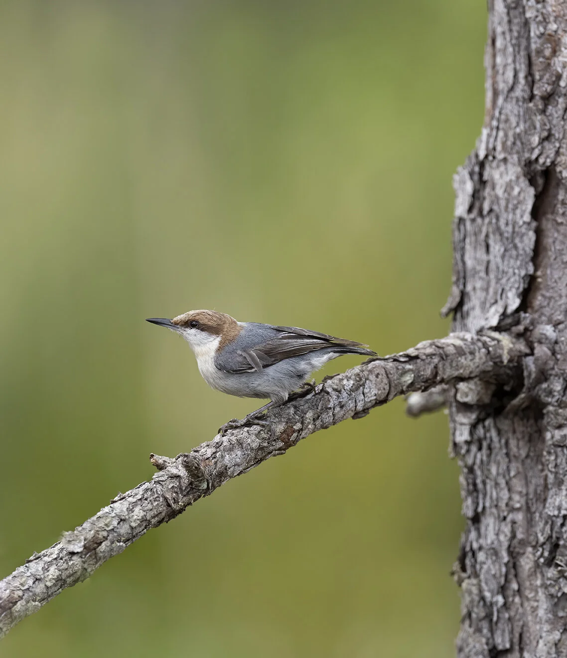Brown-headed_Nuthatch_D85_0195 copy.jpg