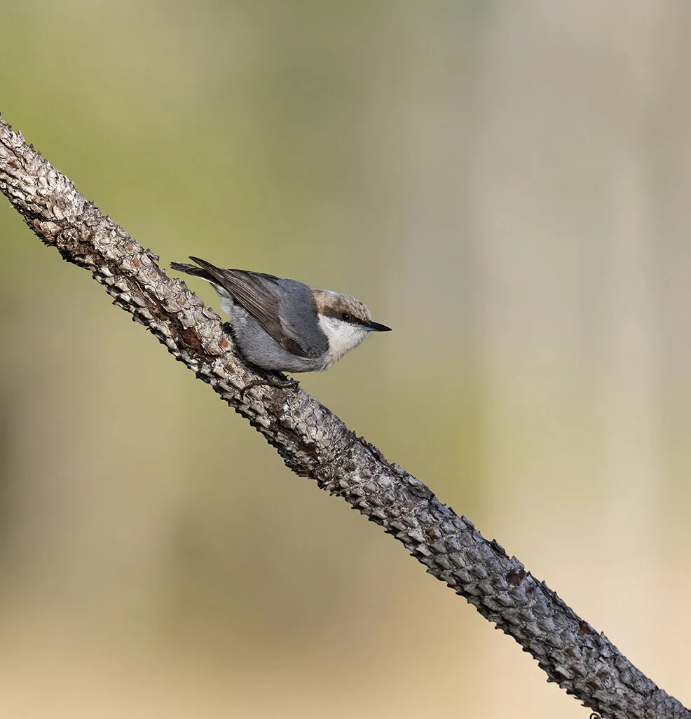 Brown-headed_Nuthatch_D85_0403 copy.jpg
