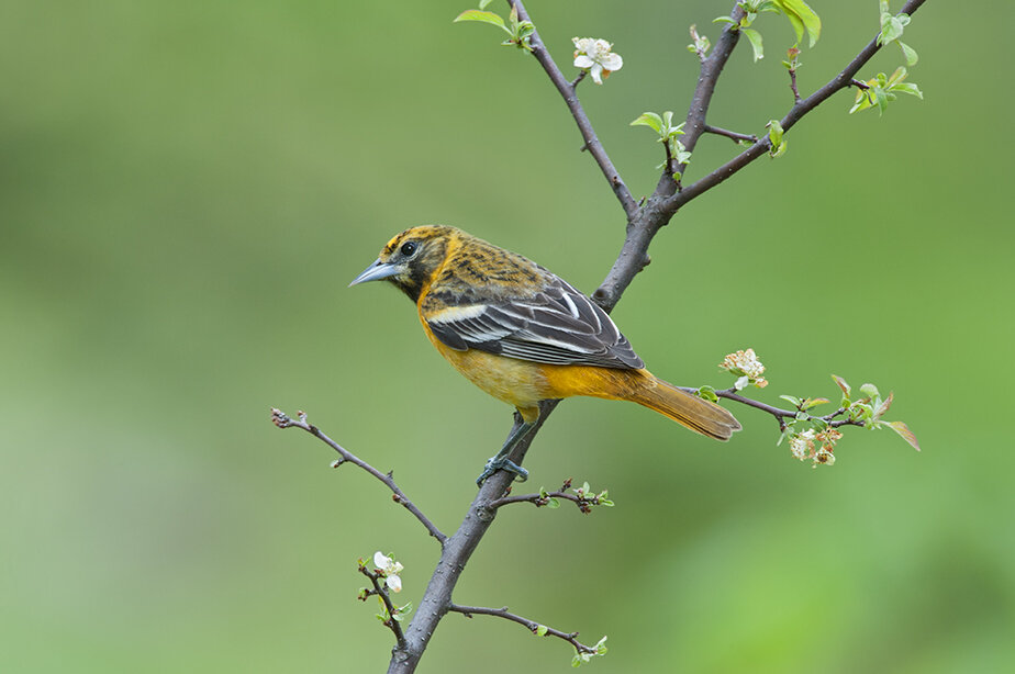 Baltimore_Oriole_DSC0308 copy.jpg
