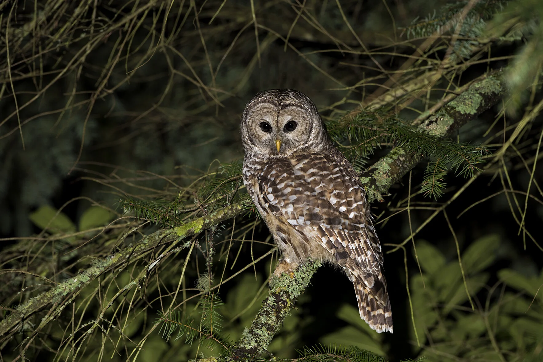 Barred_Owl_DSC5397 copy.jpg