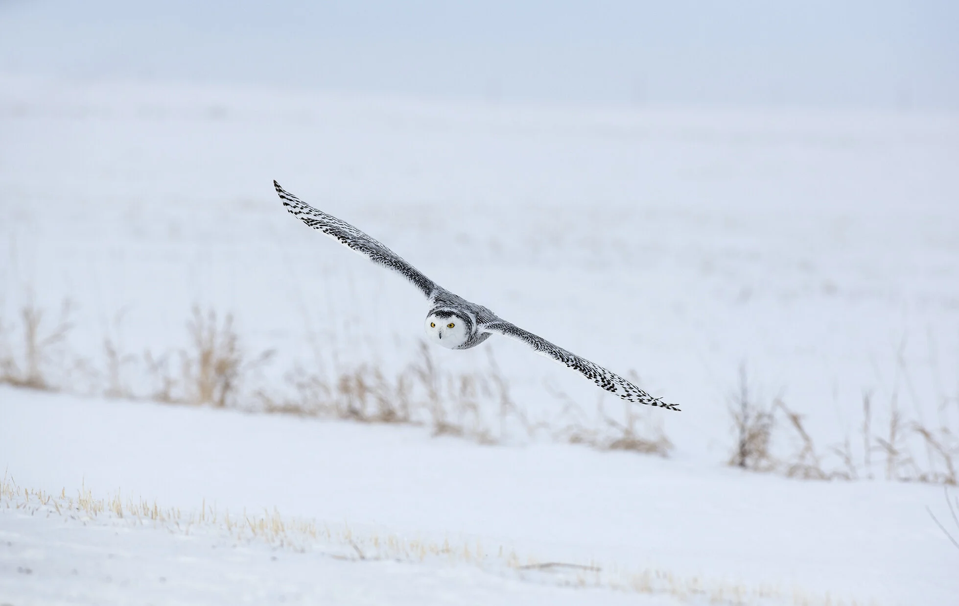 Snowy_Owl_D851555 copy.jpg