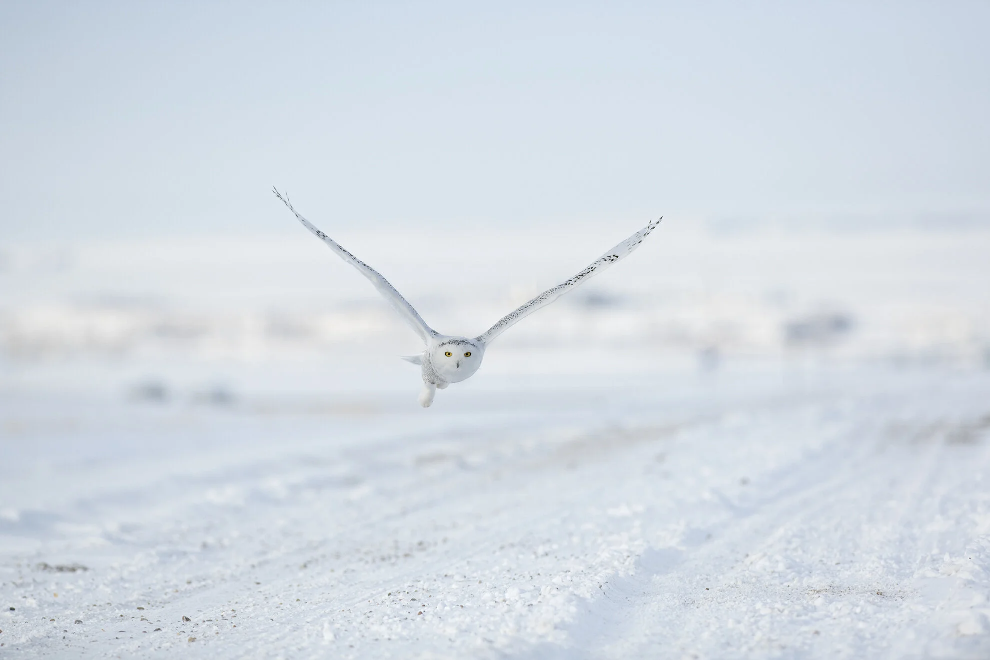 Snowy_Owl_D852003 copy.jpg