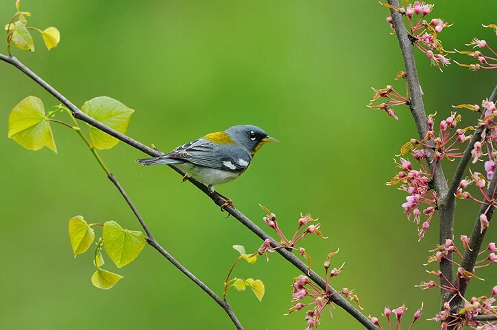 Northern_Parula_DSC_4494 copy.jpg