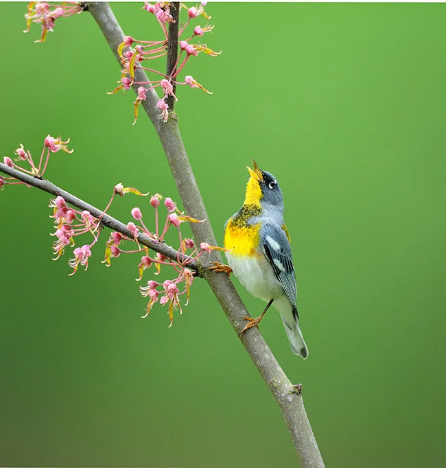 Northern_Parula_DSC_4653 copy.jpg