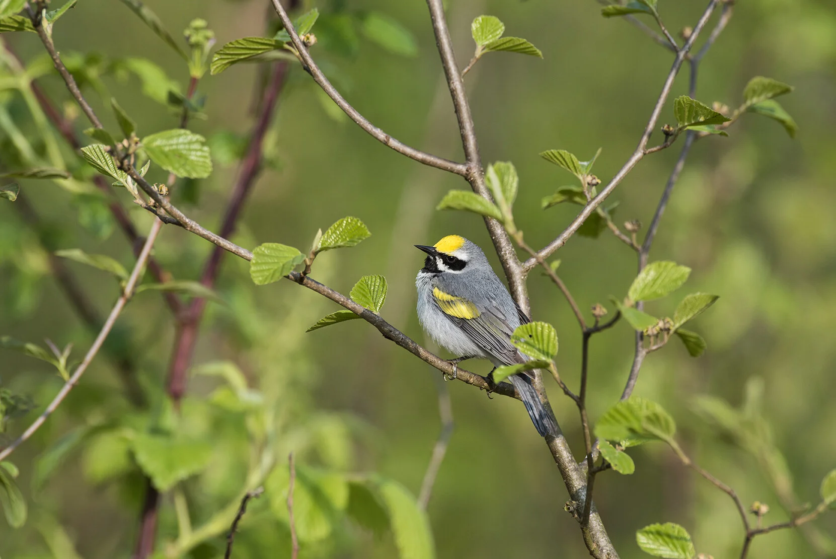 Golden-winged_Warbler_DSC_8356 copy.jpg