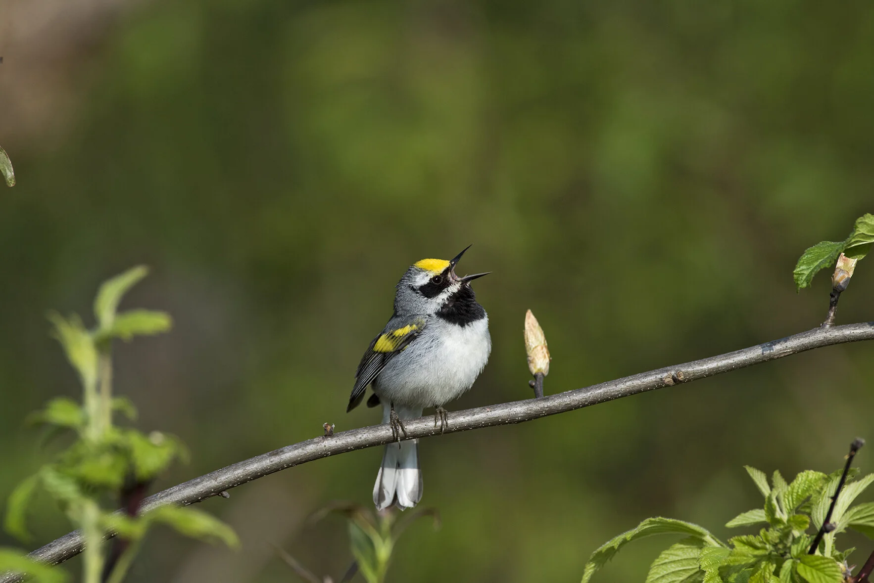 Golden-winged_Warbler_DSC_8435 copy.jpg