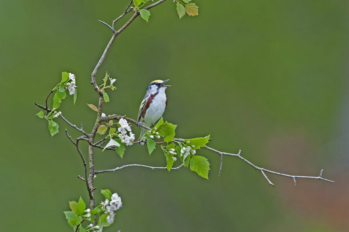 Chestnut-sided Warbler DSC3797 copy.jpg