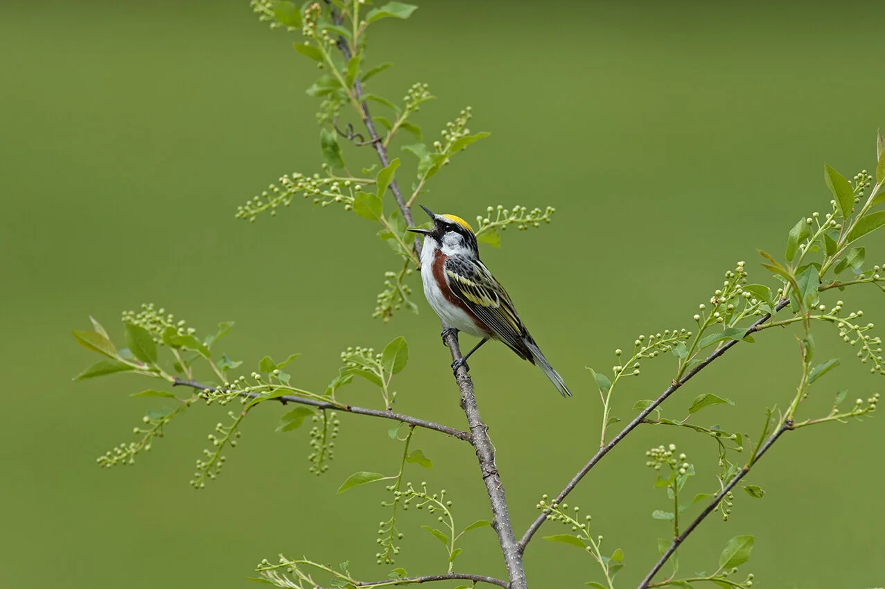 Chestnut-sided_Warbler_DSC2977 copy.jpg