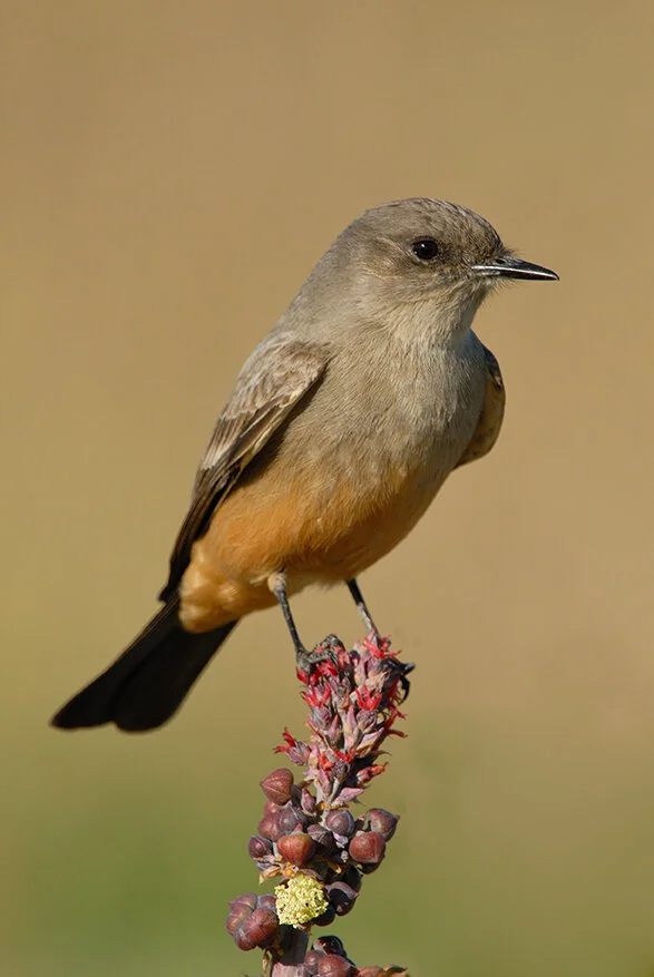 Say_s_Phoebe_DSC_0174 copy.jpg