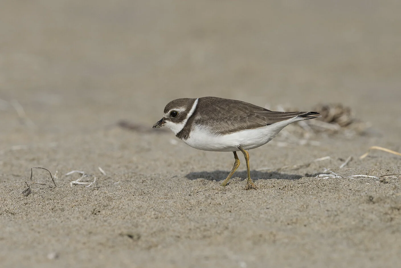 Semipalmated_Plover_DSC_5786 copy.jpg